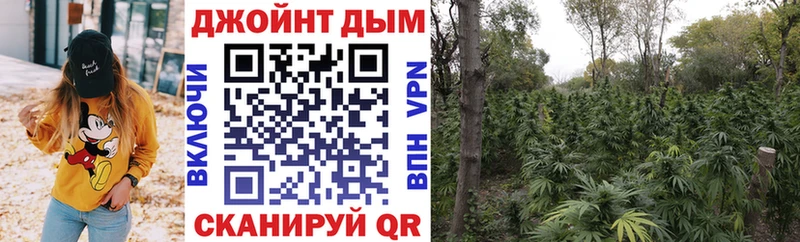 Бошки Шишки планчик  Рошаль 
